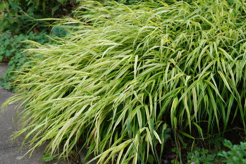 Hakonechloa macra 'Aureola'