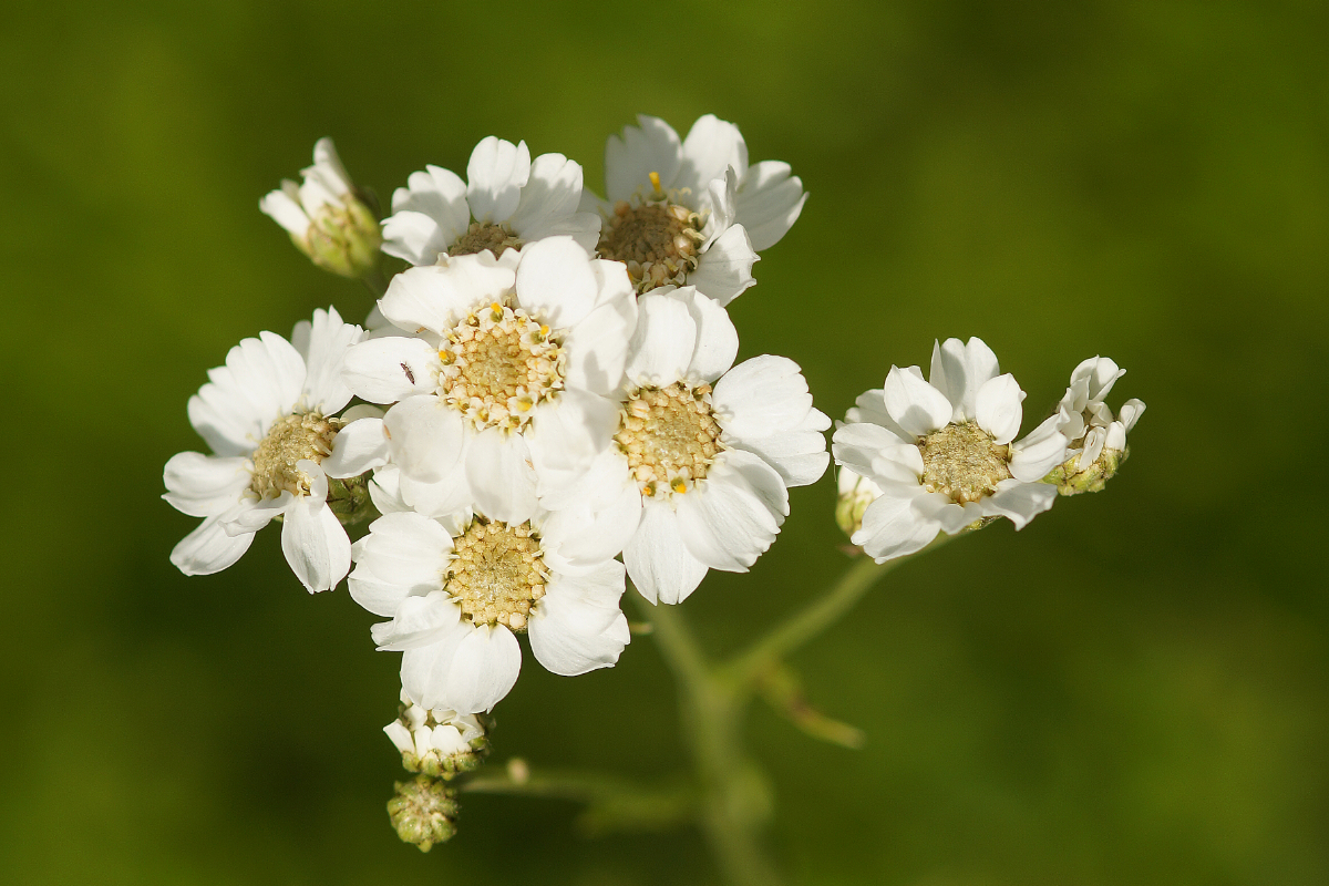 Achillea ptarmica - Bertrams-, Sumpfschafgarbe