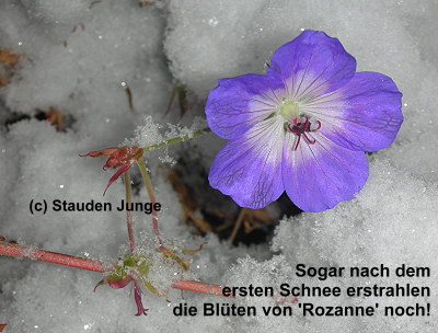 Geranium Hybride 'Rozanne' (R)