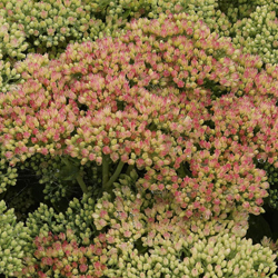 small-sedum_telephium_hybr_herbstfreude_01.jpg
