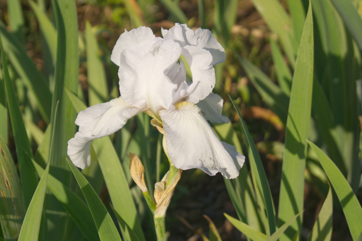 Iris barbata-elatior 'English Cottage' - Hohe Bartschwertlilie