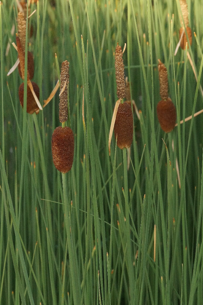 Typha minima - Kleiner Rohrkolben