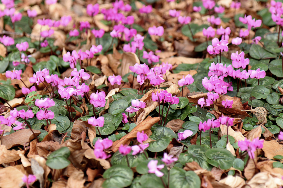 cyclamen_coum_03