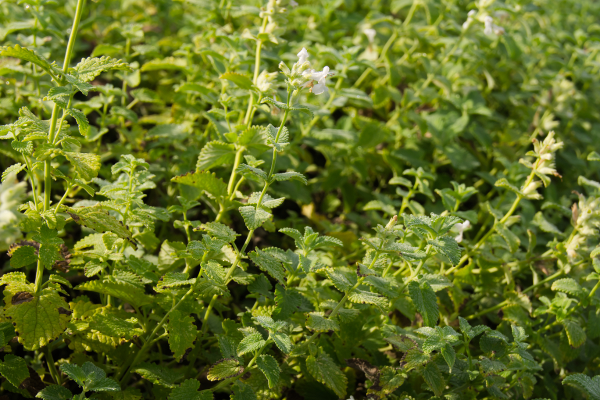 Nepeta x faassenii 'Alba'