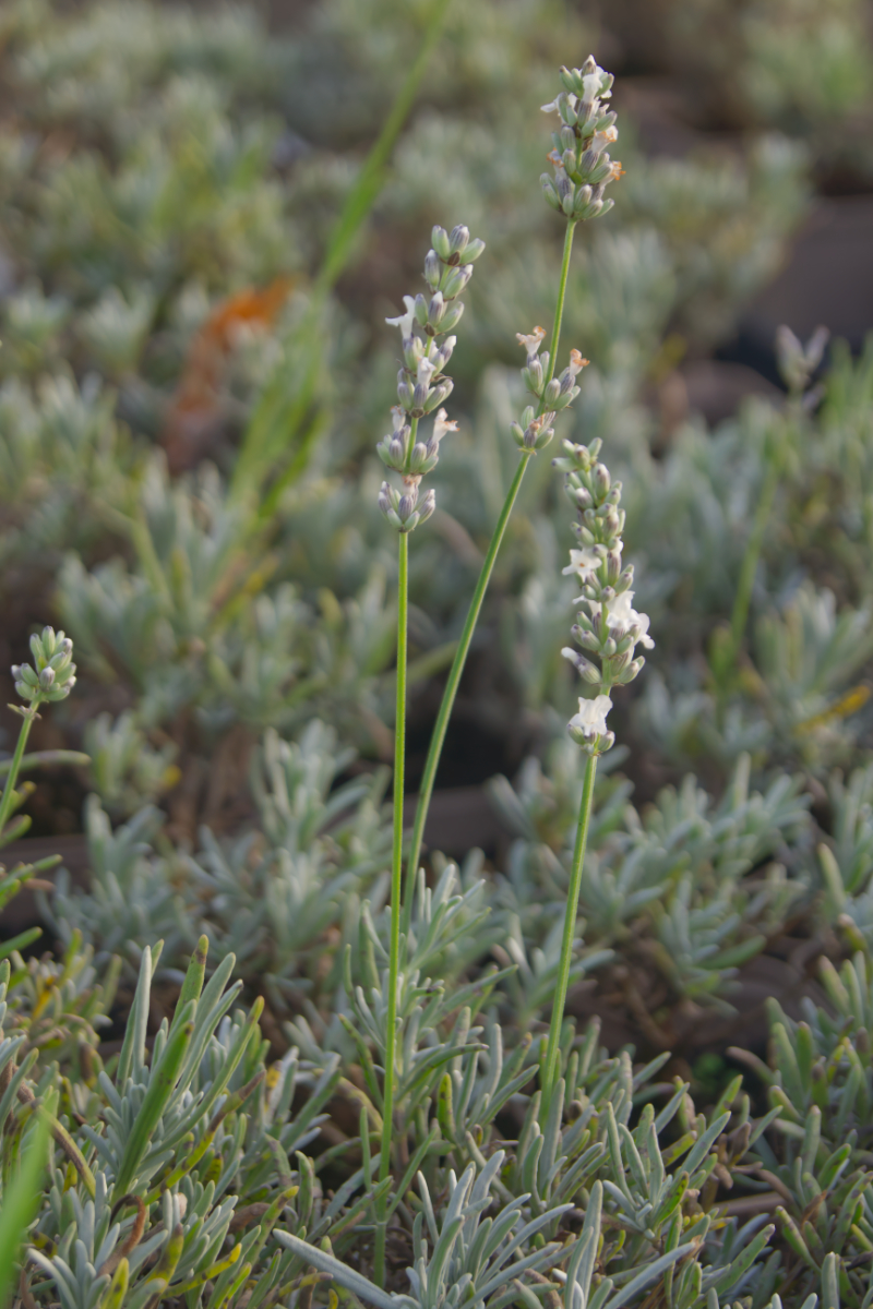 Lavandula x intermedia 'Edelweiß'