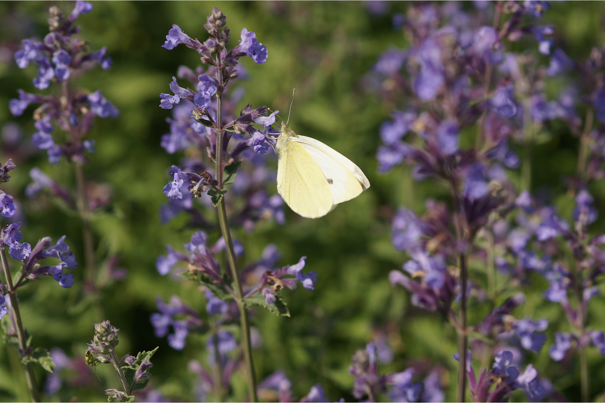Nepeta x faassenii 'Walkers Low' - Katzenminze, Blauminze