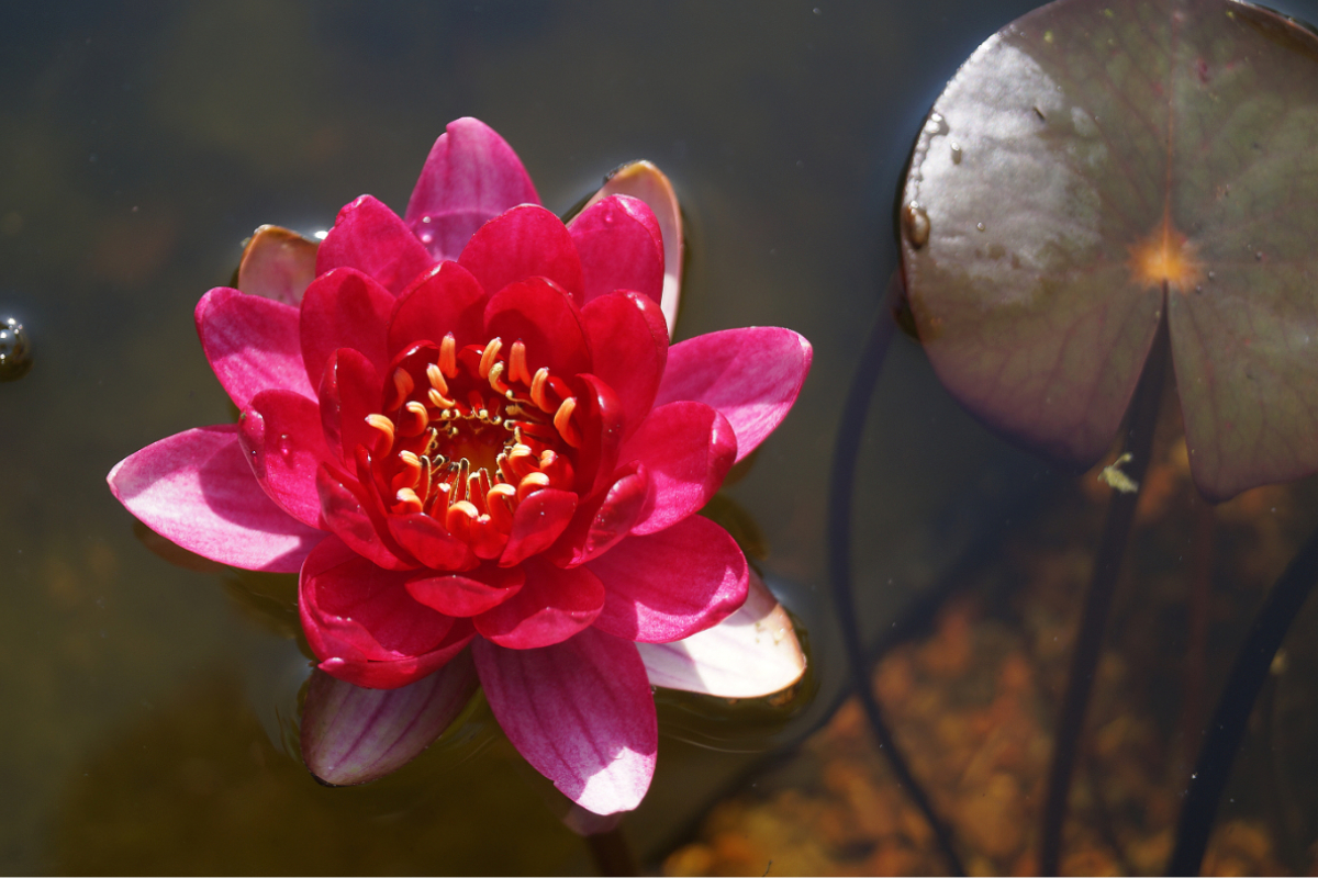 Nymphaea Hybride 'Perry's Baby Red'