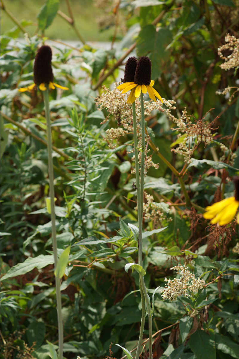 Rudbeckia maxima
