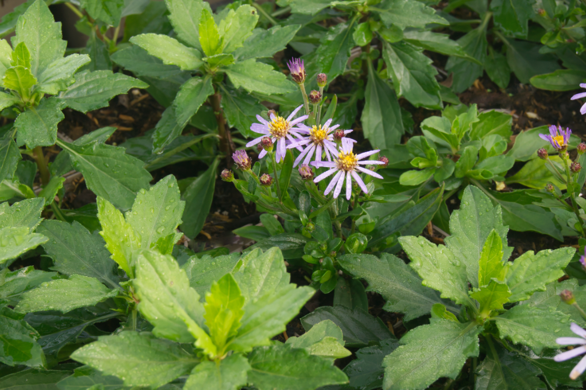 Aster ageratoides 'Asmoe' - Ageratumsähnliche Aster