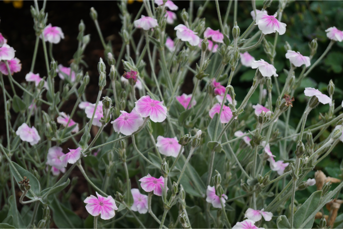 Lychnis coronaria 'Oculata' - Vexiernelke, Kronen-Lichtnelke