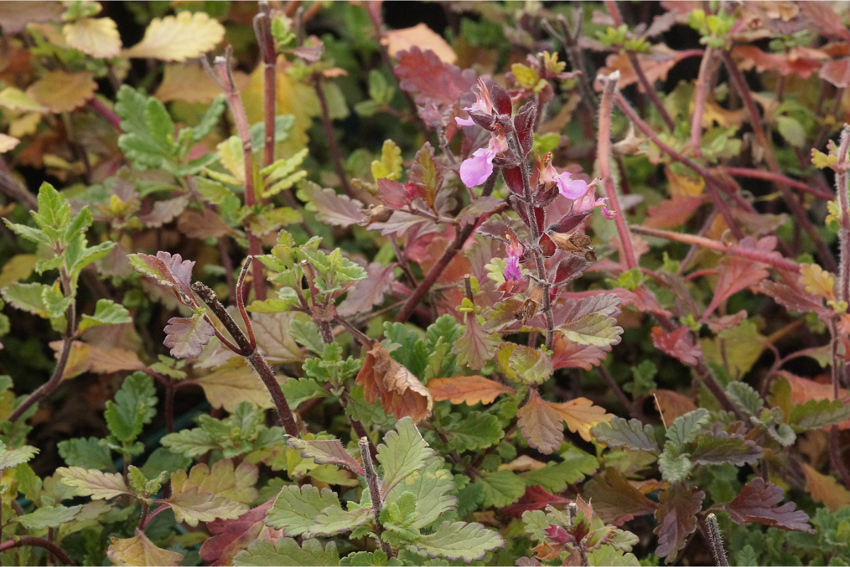 Teucrium chamaedrys - Gamander