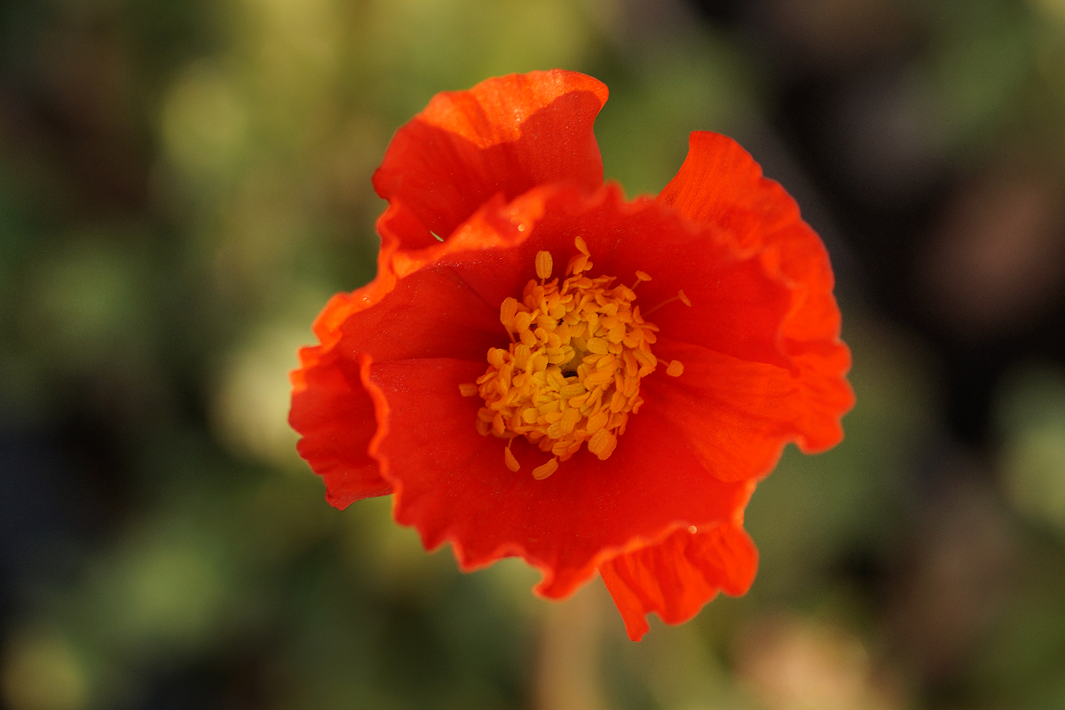Papaver nudicaule 'Gartenzwerg'