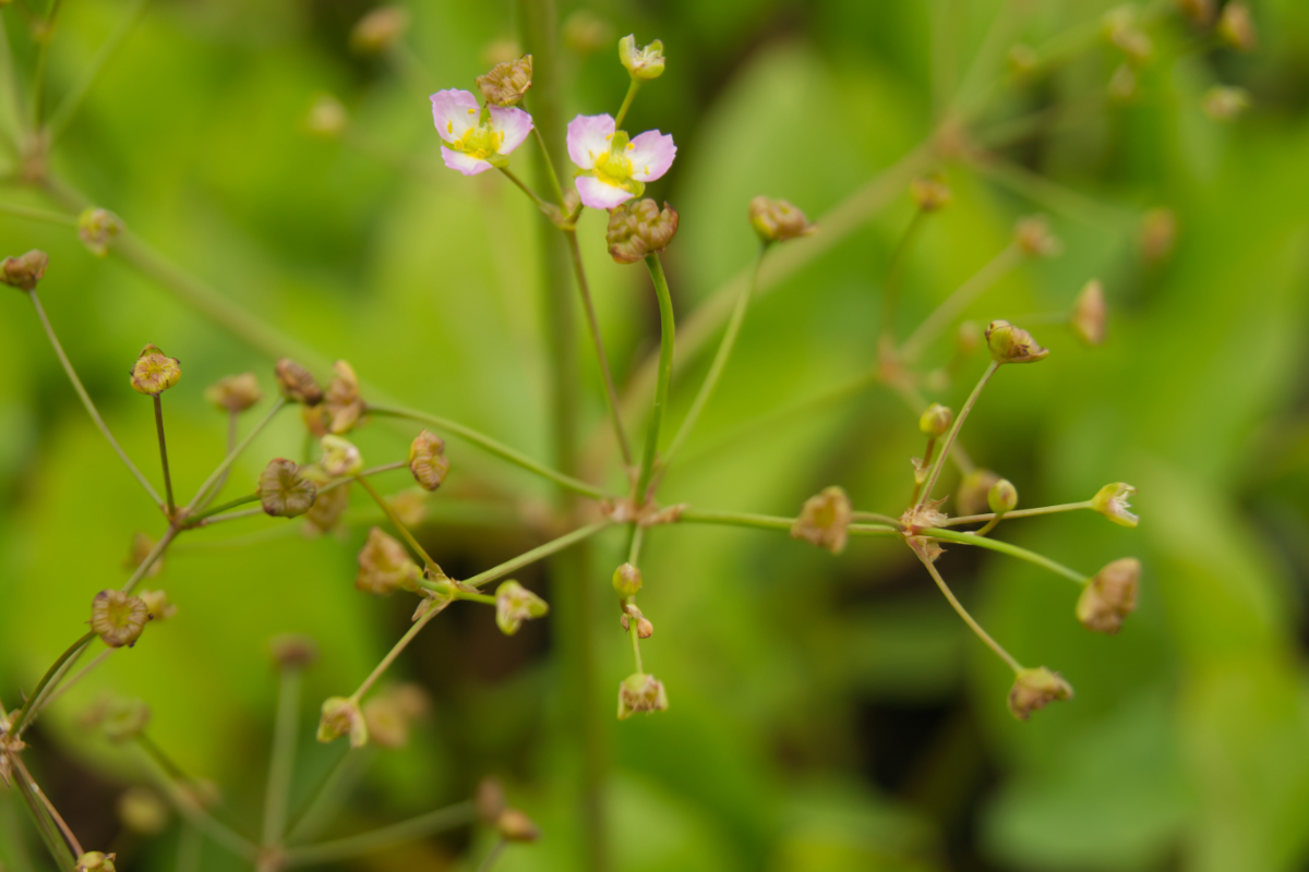 Alisma plantago-aquatica