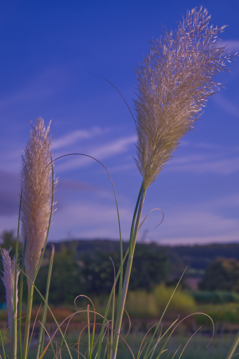 Cortaderia selloana