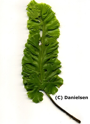 Asplenium scolopendrium 'Crispum Boltons Nobile' veg. - Hirschzungenfarn