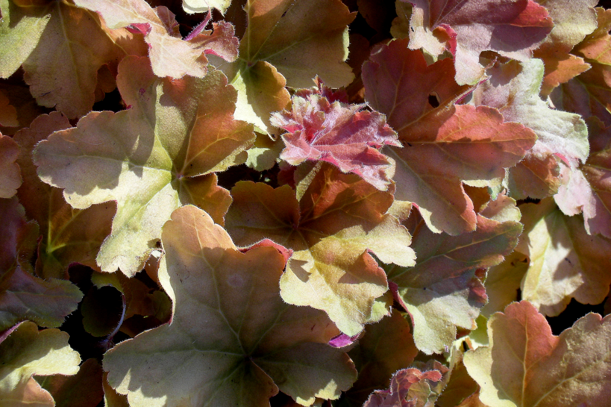 Heuchera villosa 'Caramel' (R)