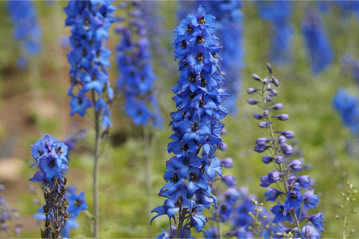 Delphinium Elatum-Hybr. 'Blaustrahl' - Hoher Garten-Rittersporn