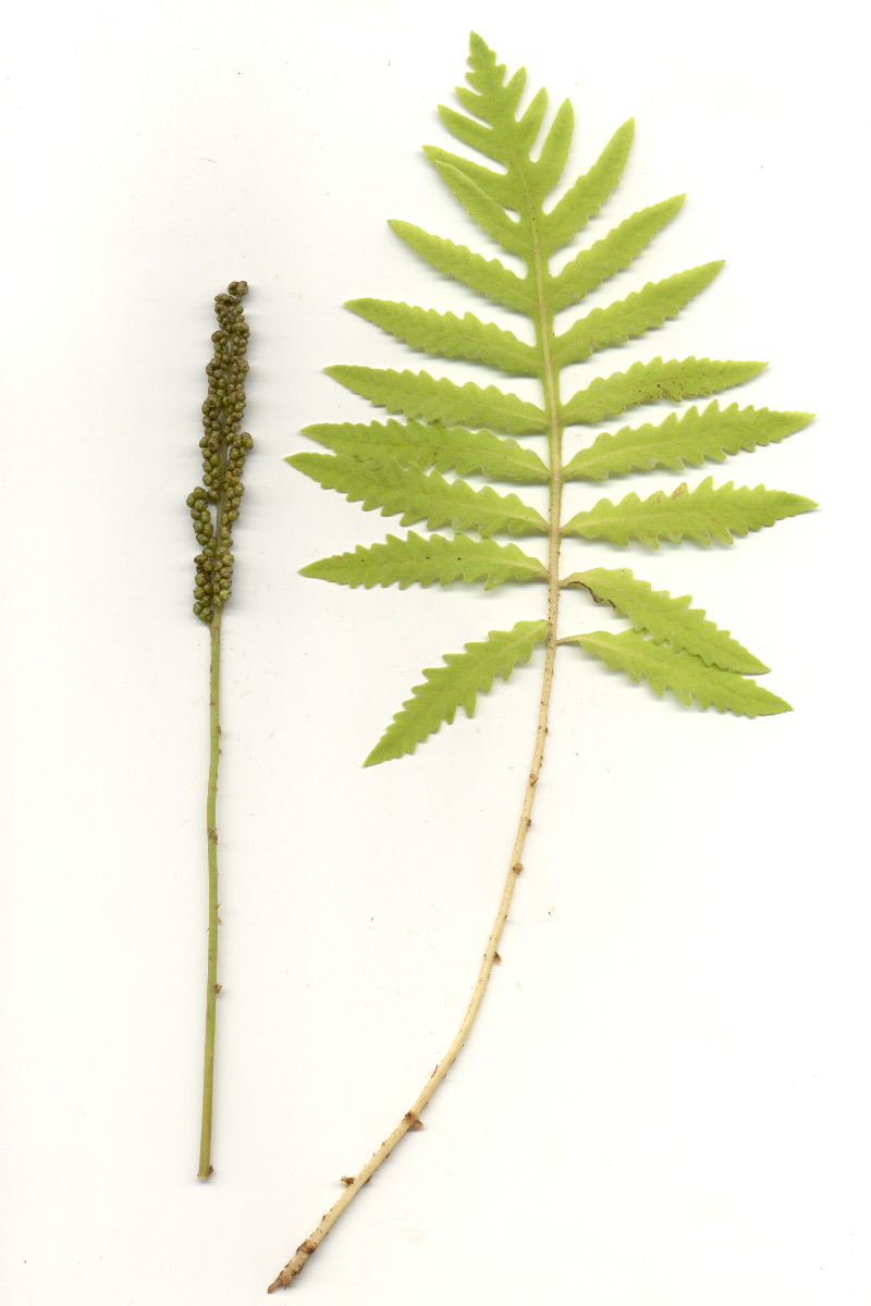 Onoclea sensibilis (grüner Stiel) veg. - Perlfarn