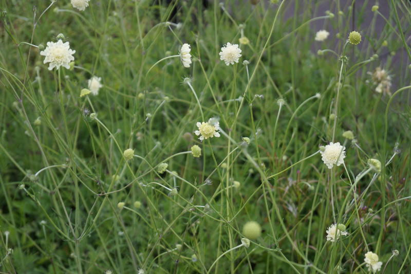 Scabiosa ochroleuca