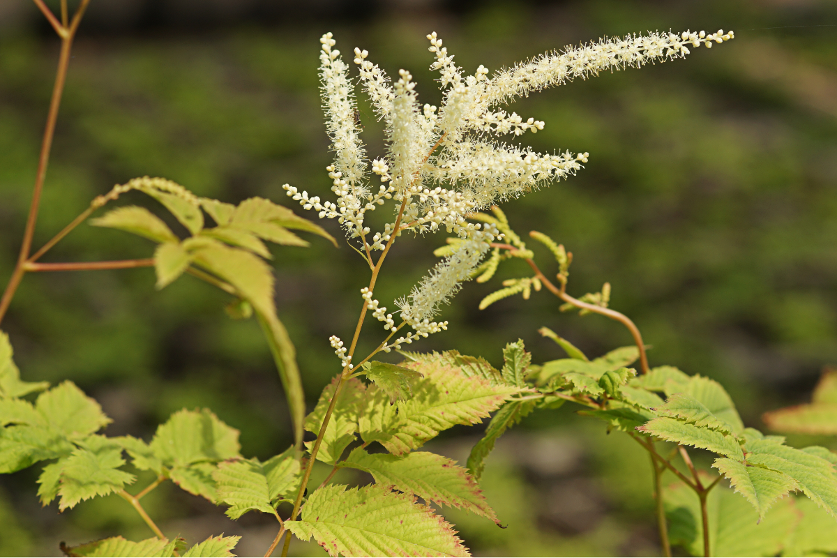 Aruncus dioicus (sylvestris) - Geißbart