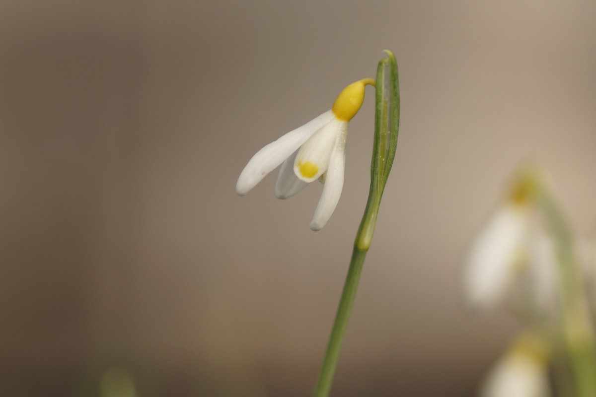 Galanthus plicatus 'Spindlestone Surprise'
