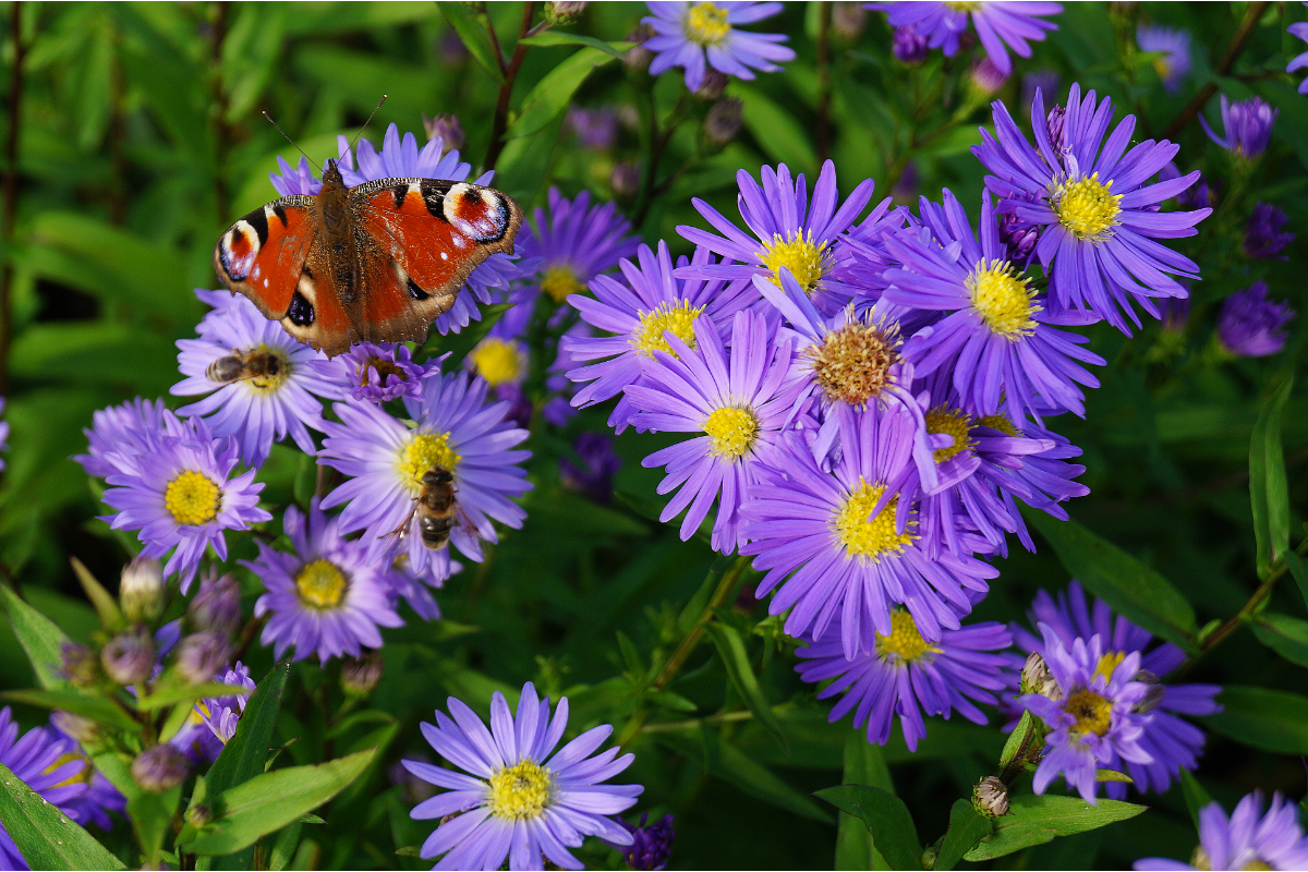Aster novi-belgii 'Dauerblau' - Glattblattaster