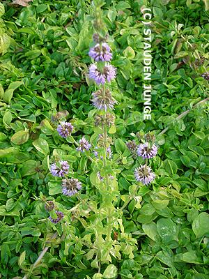 Mentha pulegium