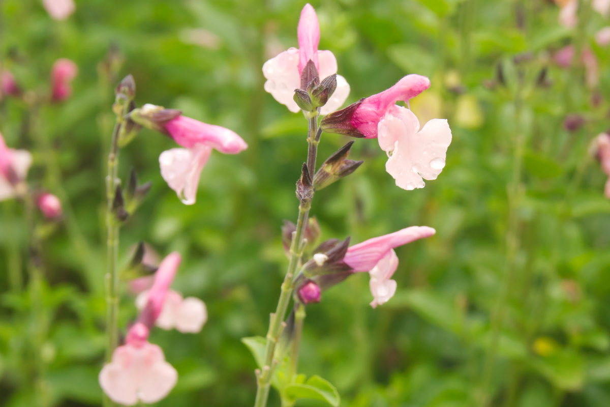 Salvia greggii 'Dancing Dolls'