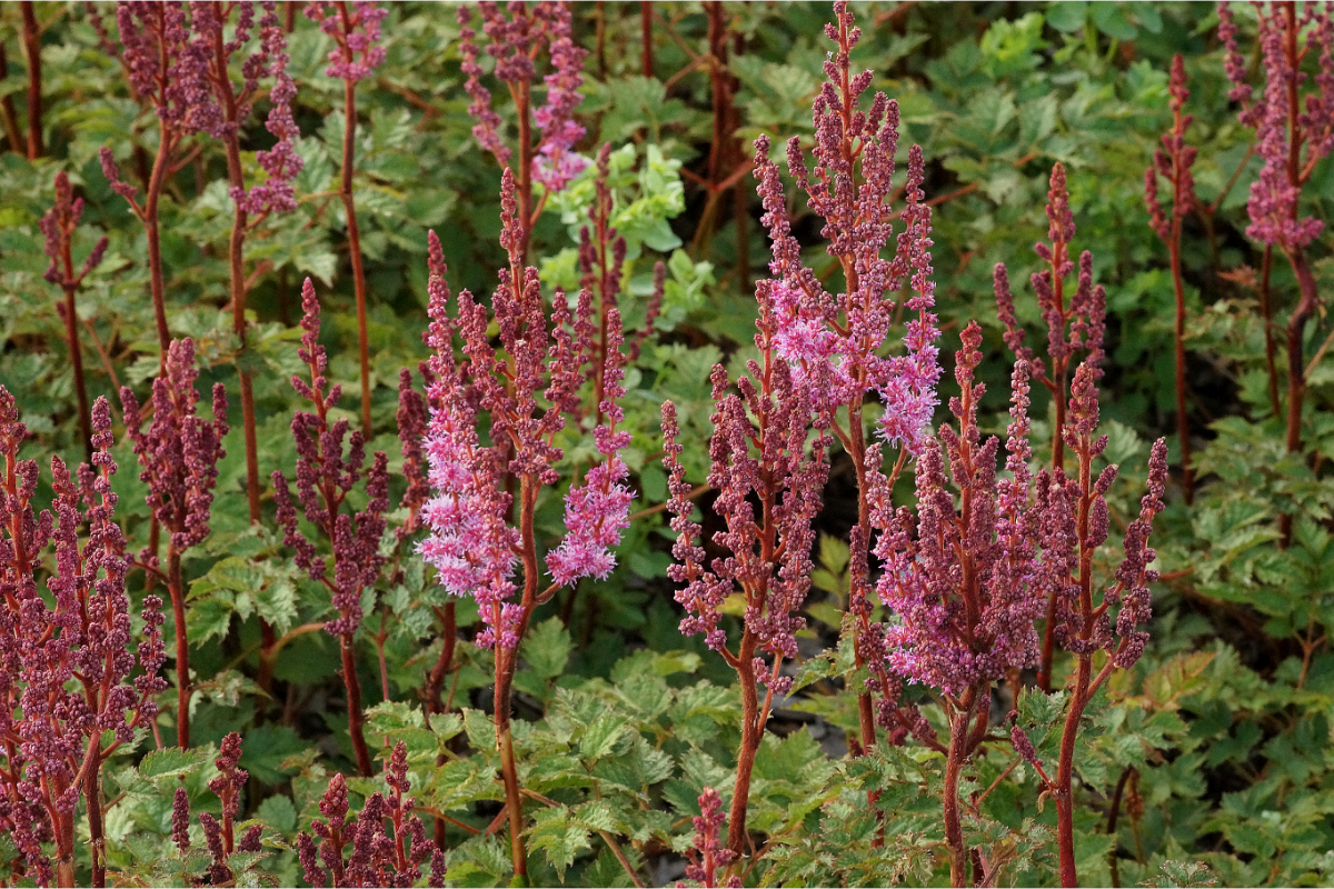 Astilbe chinensis var. taq. 'Purpurlanze' - Prachtspiere