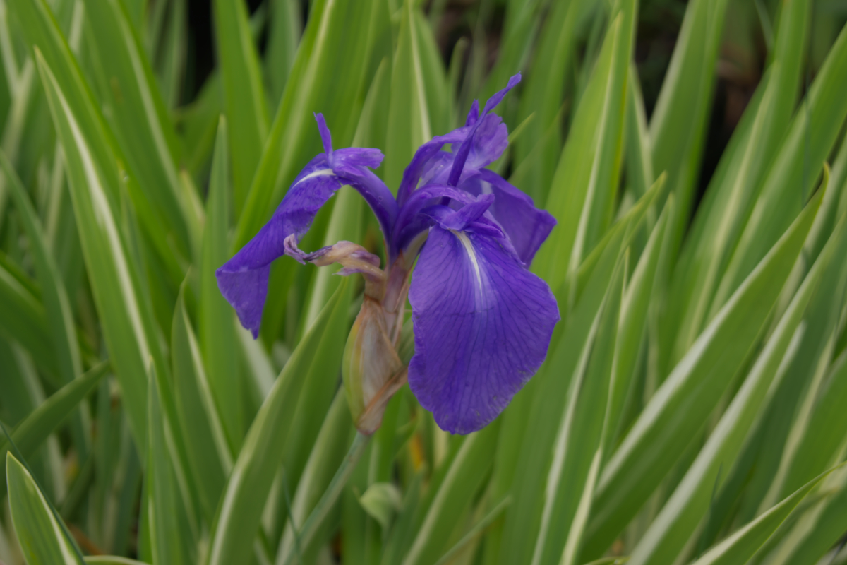 Iris laevigata 'Variegata'