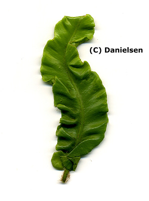 Asplenium scolopendrium Undulatum Gruppe (gen.)