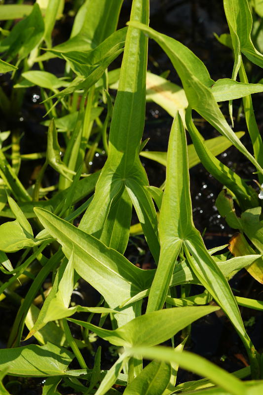 Sagittaria sagittifolia