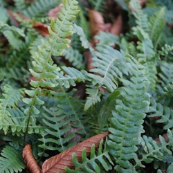 Rippenfarn, Blechnum spicant