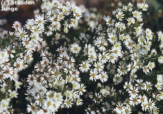 Aster ericoides 'Schneetanne' - Myrtenaster, Septemberkraut