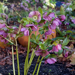 Helleborus orientalis ´Rote Töne´ Helleborus orientalis ´Rote Töne´