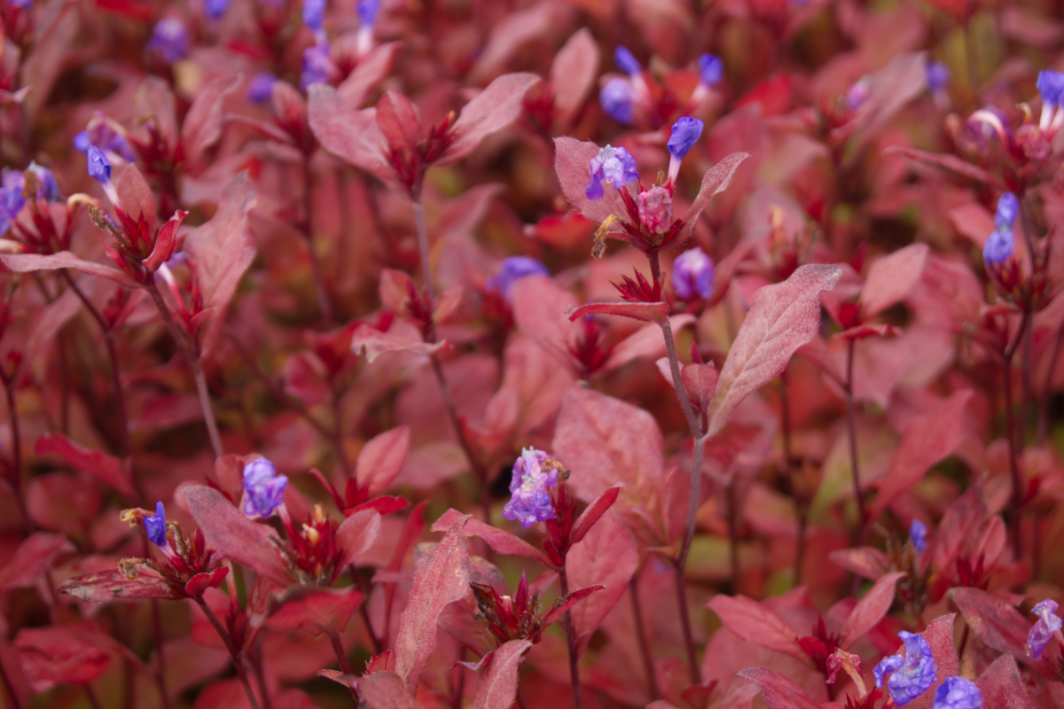 Ceratostigma plumbaginoides