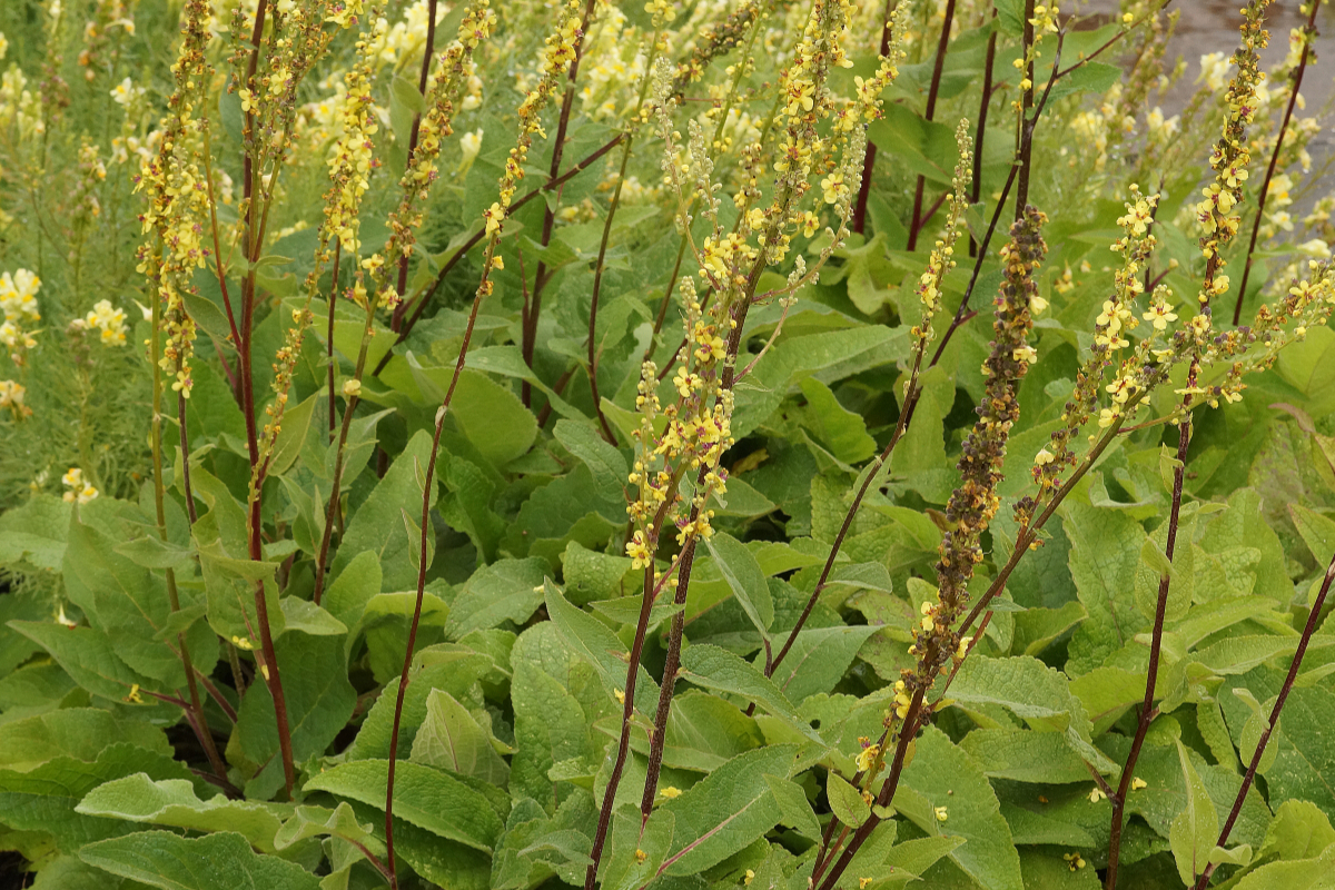 Verbascum nigrum  - Dunkle Königskerze