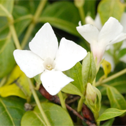 Vinca minor Alba