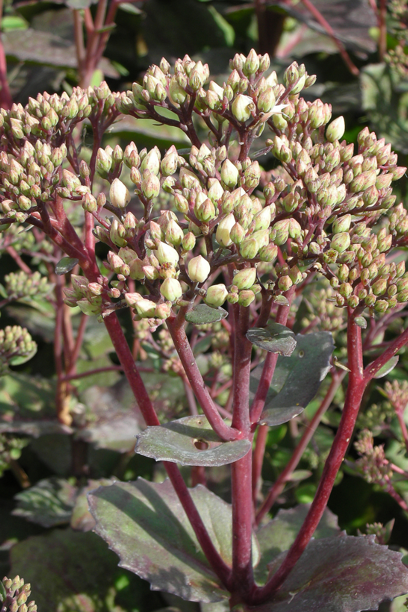Sedum Maximum-Hybr. 'Matrona'