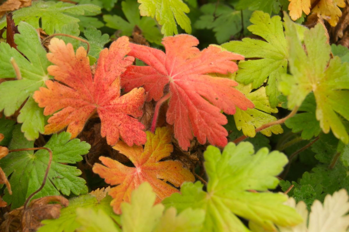 Geranium macrorrhizum 'Czakor'