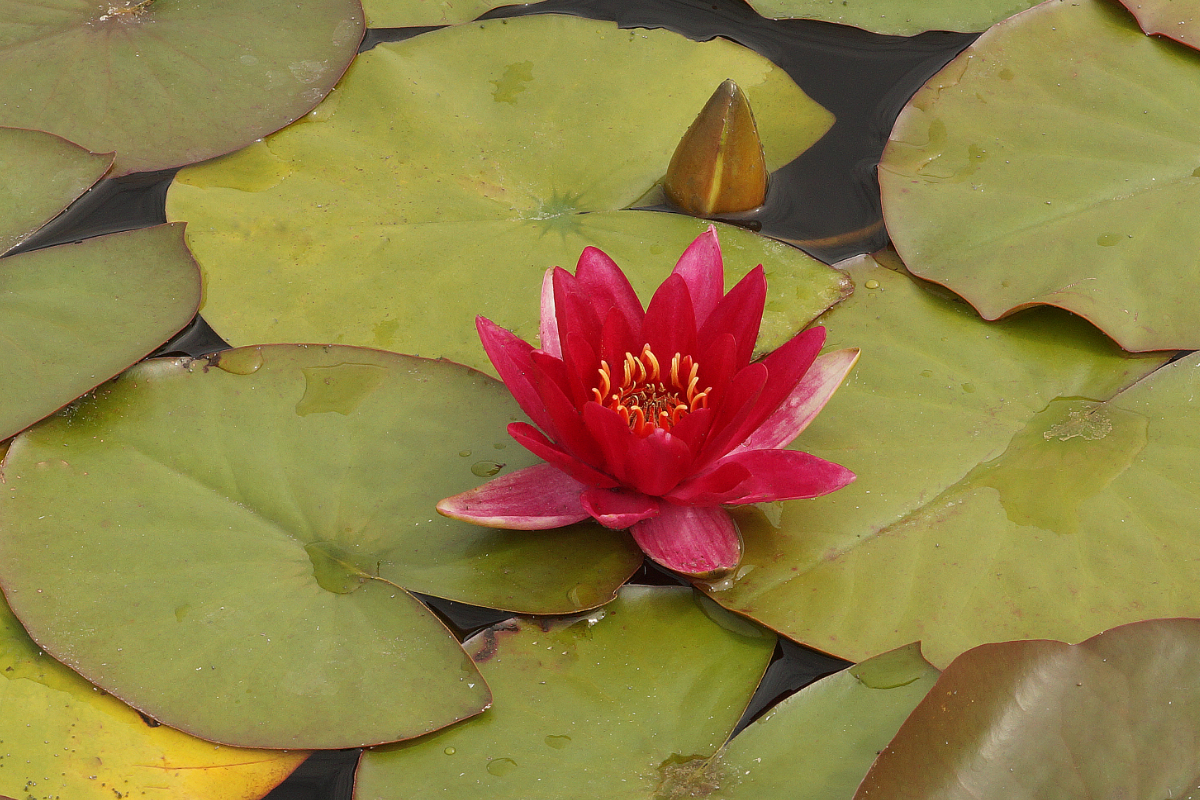 Nymphaea Hybride 'Escarboucle' - Seerose