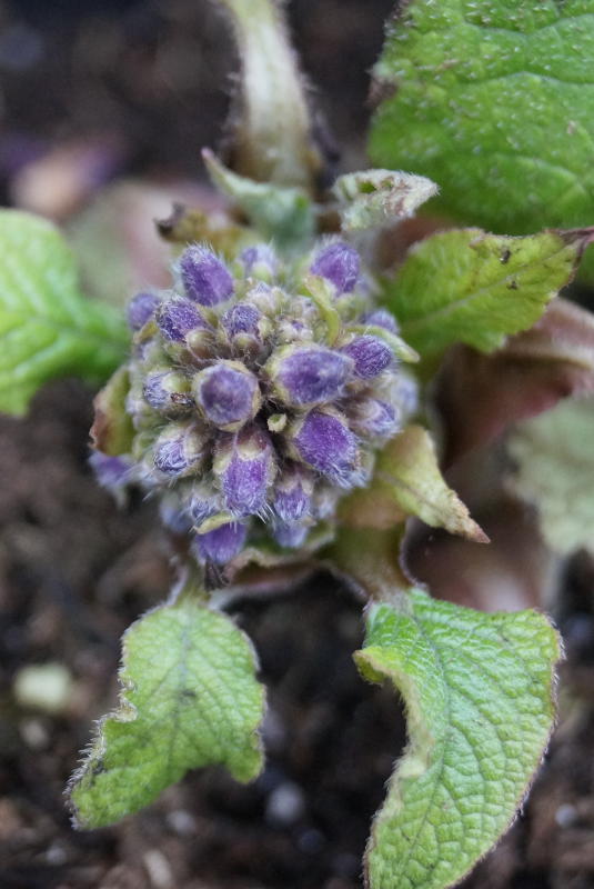 Trachystemon orientale