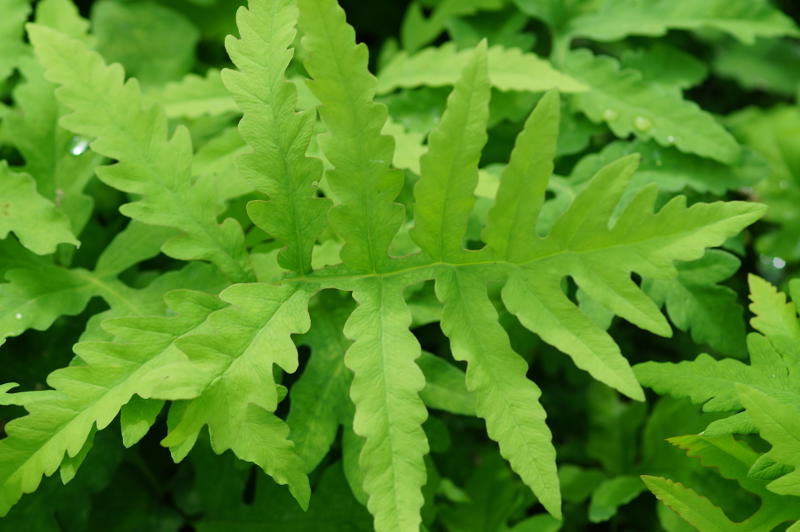 Onoclea sensibilis gen.