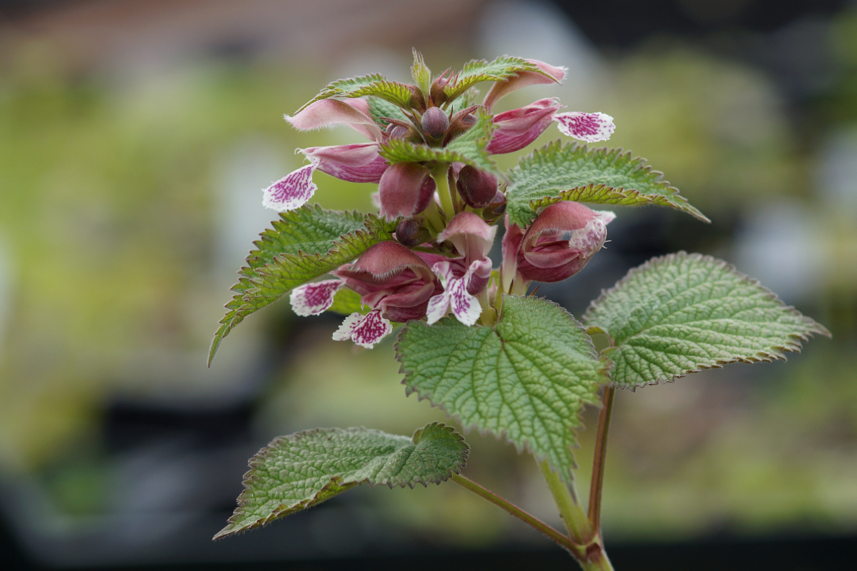 Lamium orvala - Nesselkönig, Großblütige Taubnessel