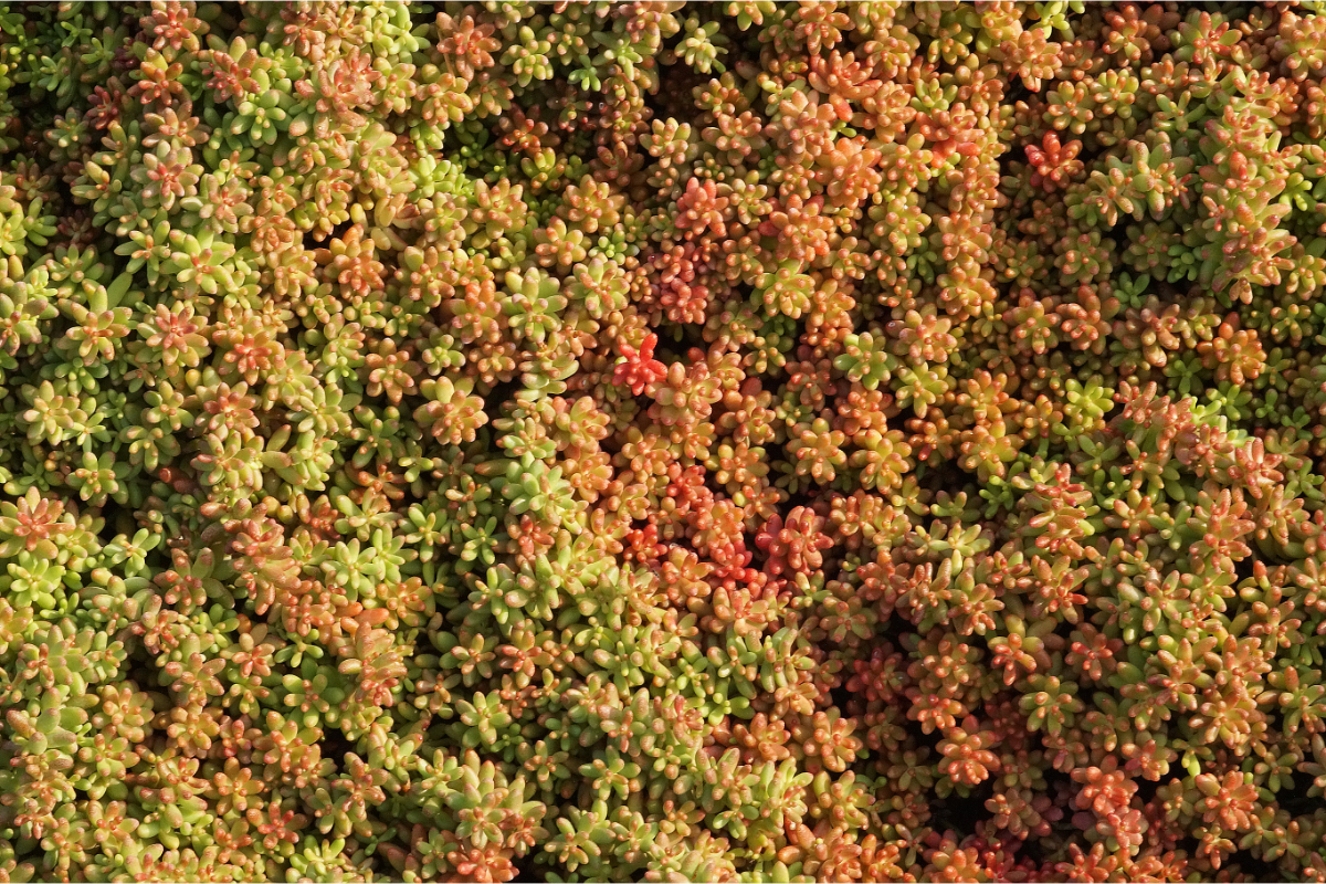 Sedum album 'Murale' - Weißer Mauerpfeffer