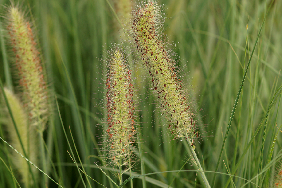 Pennisetum alopecuroides 'Compressum'