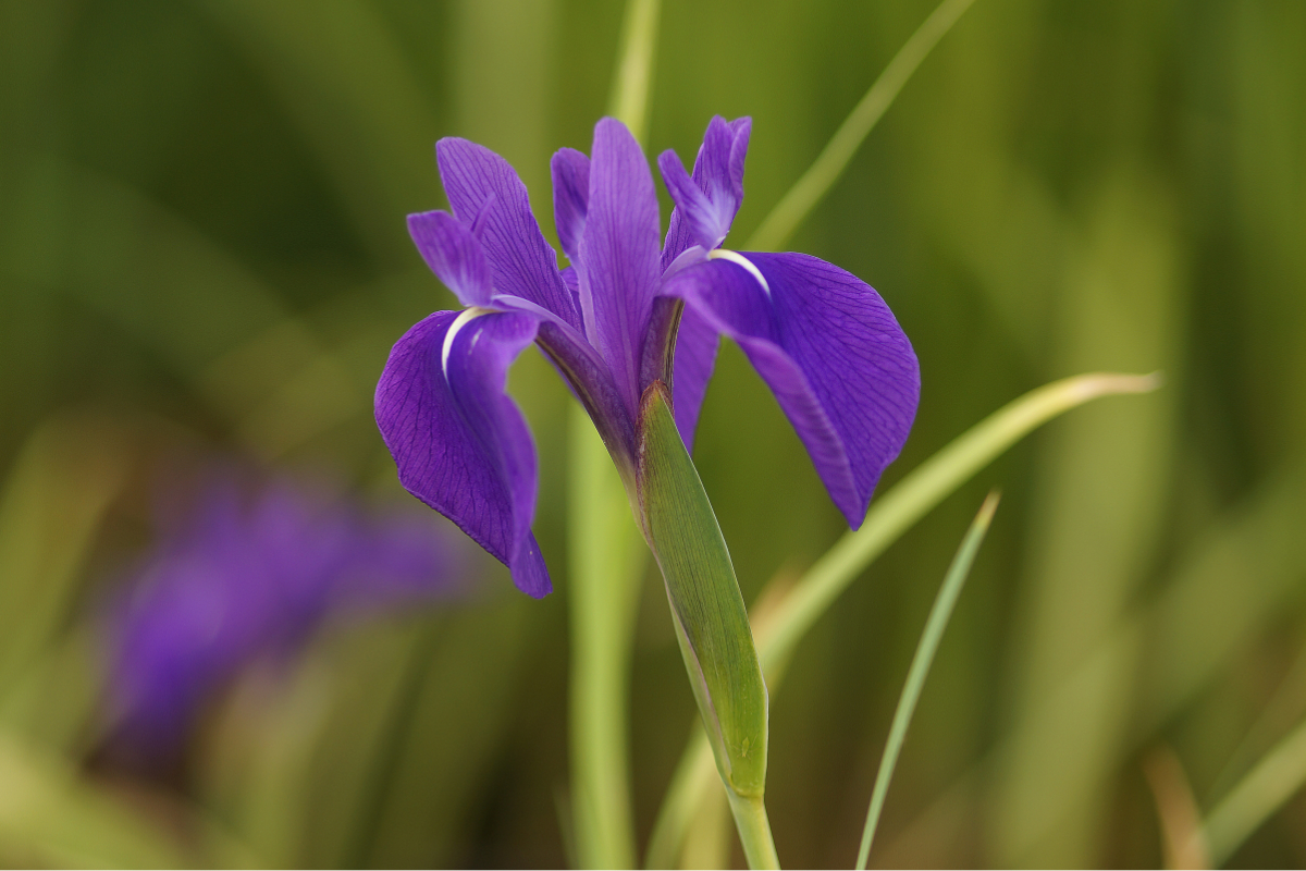 Iris laevigata - Japanische Sumpfschwertlilie