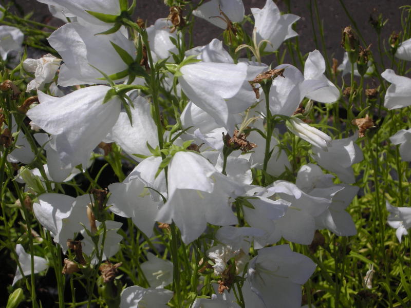 Campanula persicifolia 'Grandiflora Alba' - Pfirsichblättrige Glockenblume