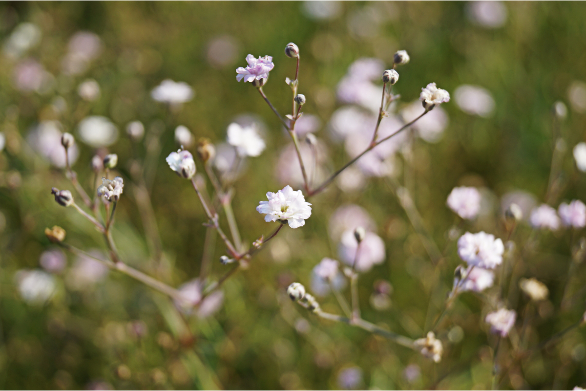 Gypsophila Repens-Hybr. 'Rosenschleier'