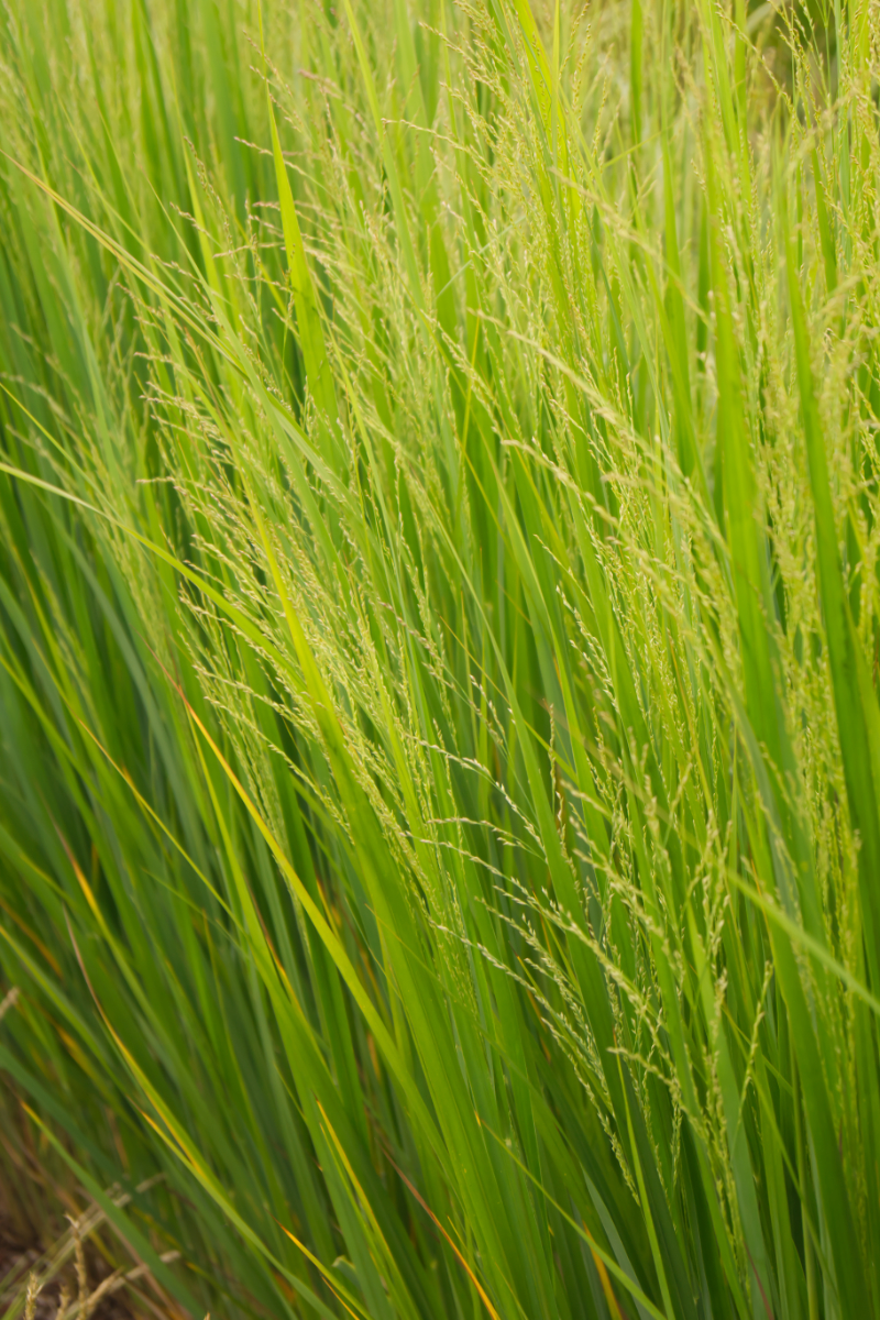 Panicum virgatum 'Northwind'